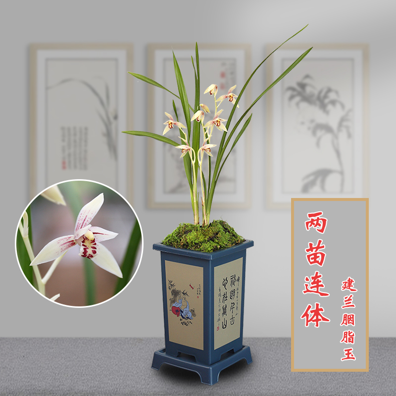 靖·梓豪园建兰1【胭脂玉】四季兰白花彩心云卉 室内好养花卉盆栽