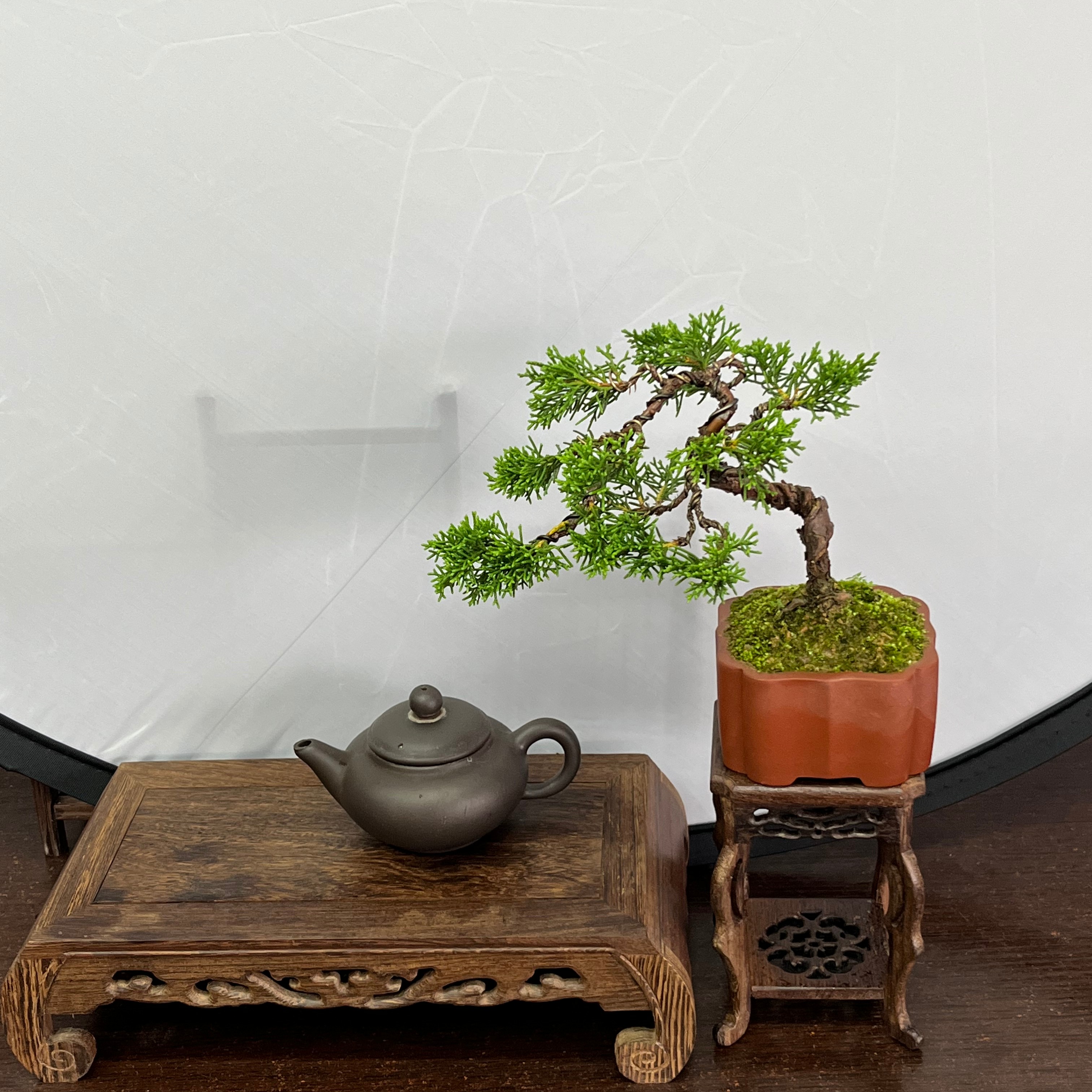 一物一拍精品室内外桌面好养四季常青