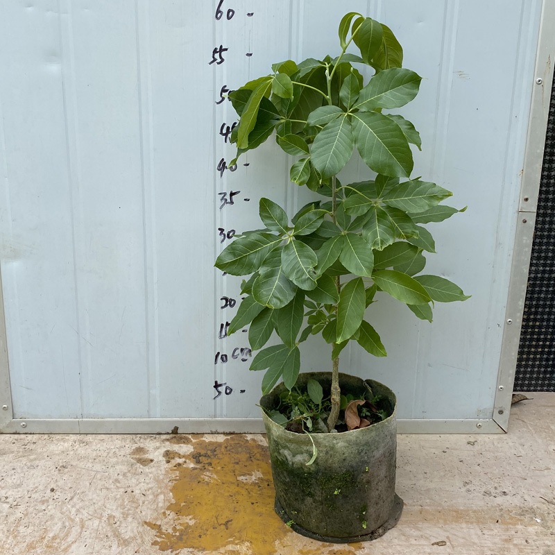 洛华冰淇淋果 状元红白柿 黄金龙White sapote冰淇淋盆栽植物