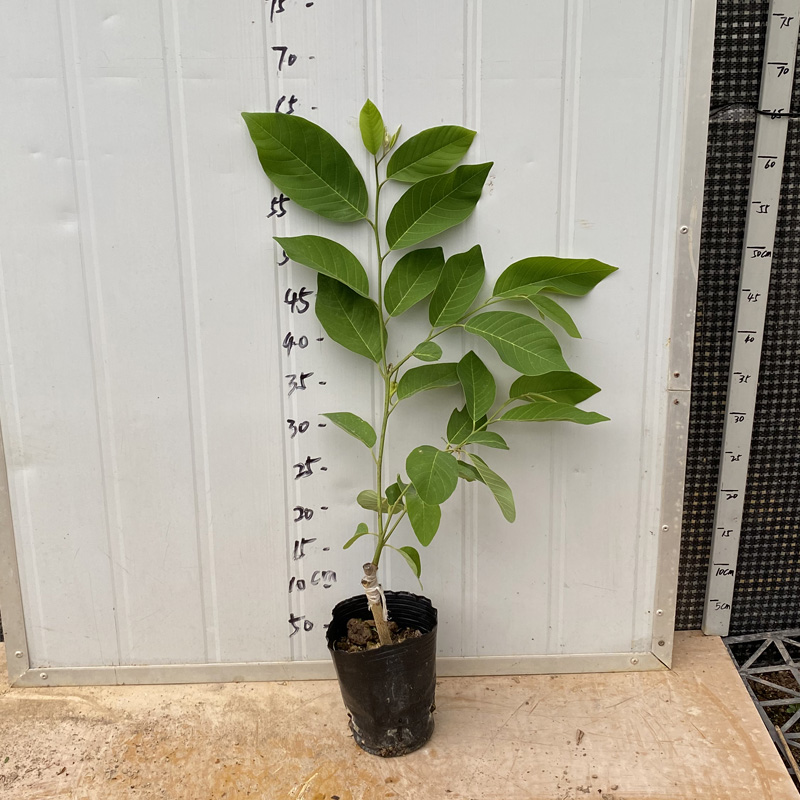 泰国大目释迦 绿钻 榴莲释迦 草莓番荔枝盆栽 紫芽释迦庭院植物