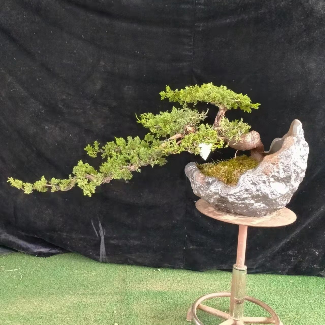 济州真柏老桩盆景 造型不一盆景桩 适合阳台庭院摆放