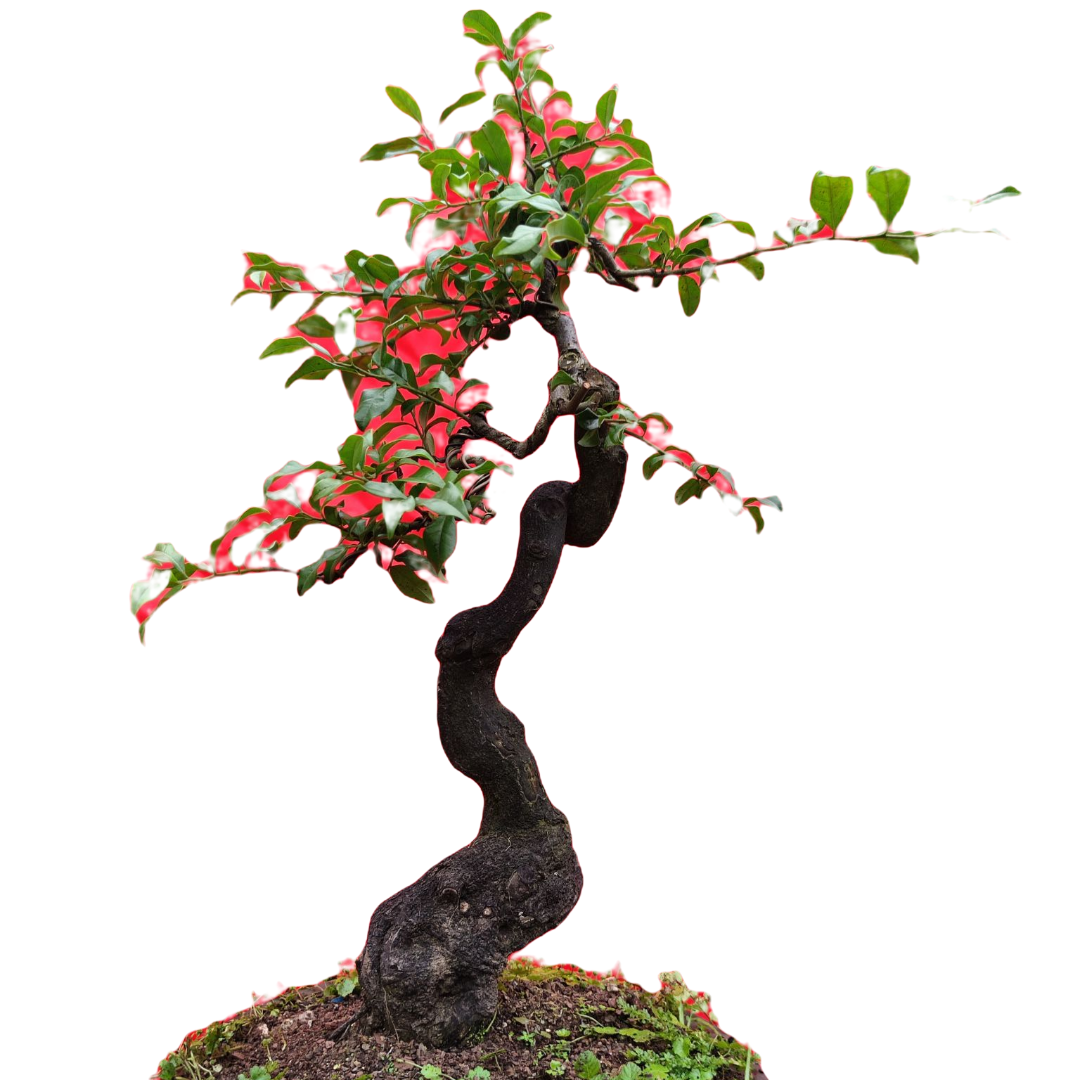 绿植美观金弹子盆景盆栽（双十一大促）适合书房阳台客厅欣赏庭院