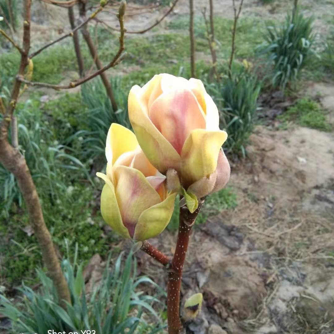 复色玉兰玉兰花玉兰苗玉兰树红白紫玉兰阳台庭院绿化苗木