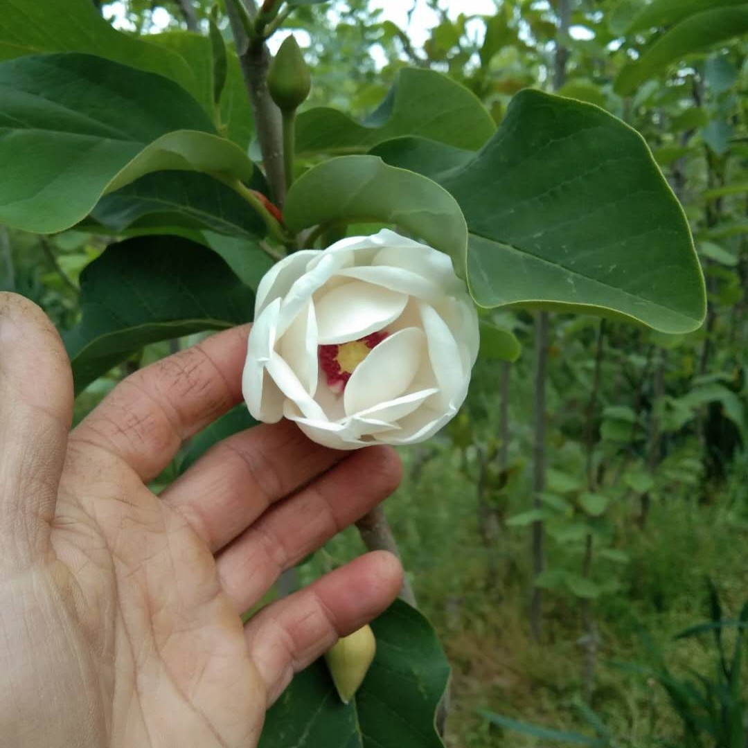 天女玉兰玉兰花玉兰苗玉兰树红白紫黄玉兰盆栽阳台庭院绿化工程