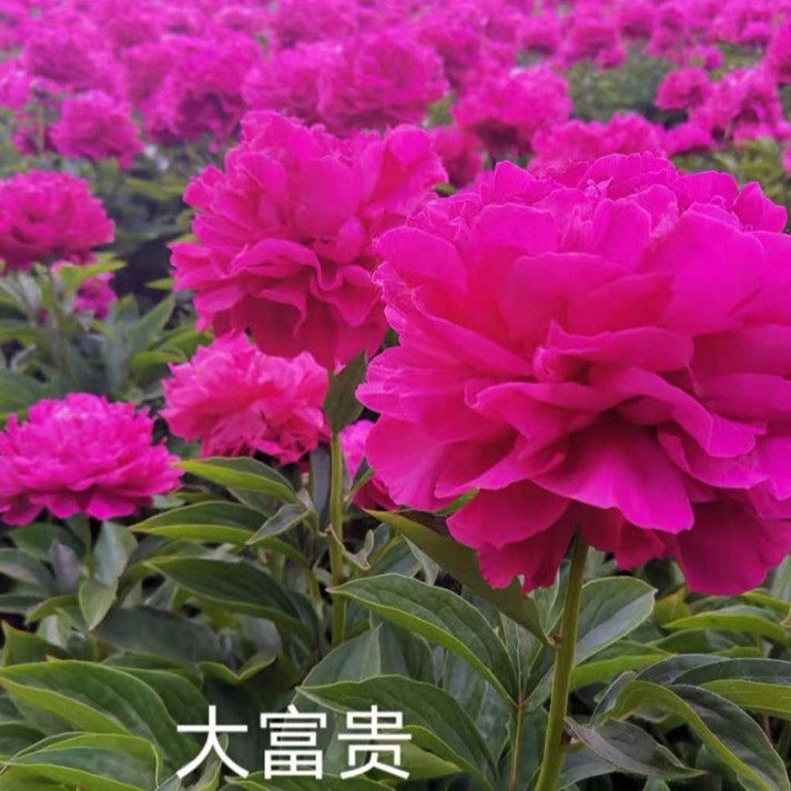 观赏芍药花苗  大富贵