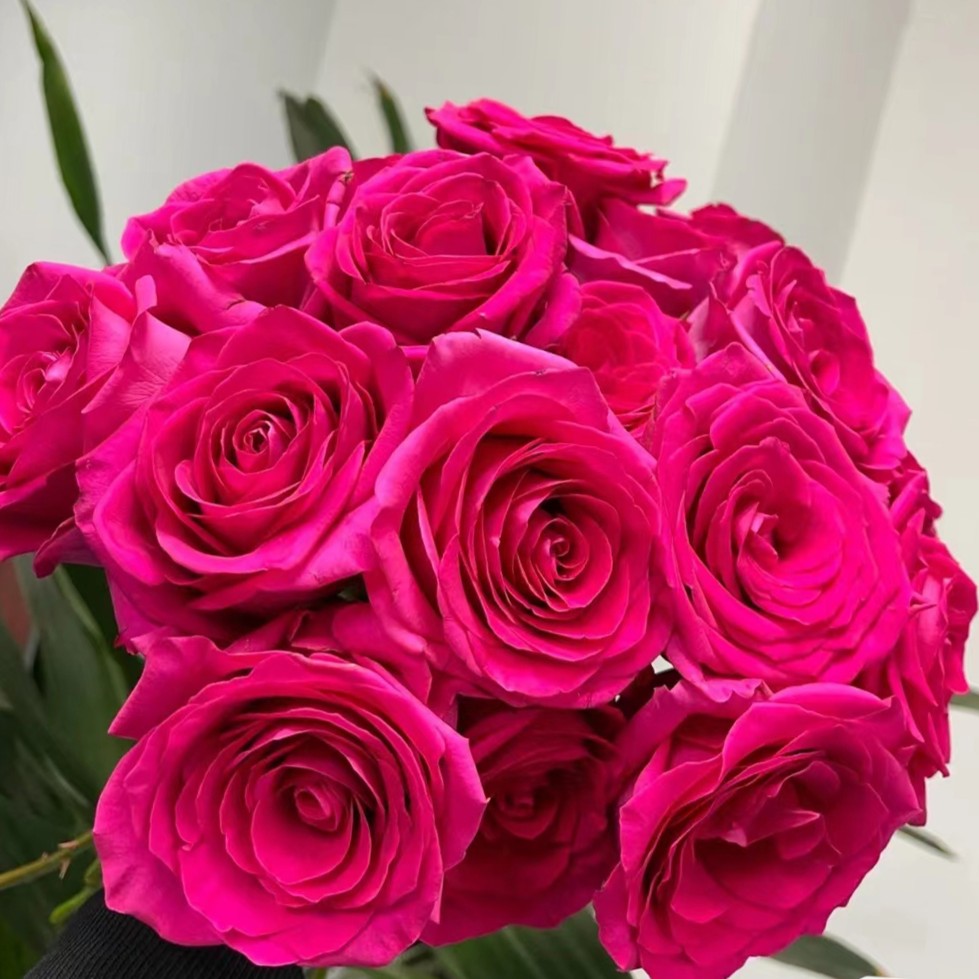 【佛洛依德】A级品牌单头玫瑰玖枝花优选云南直发玫瑰花儿鲜花