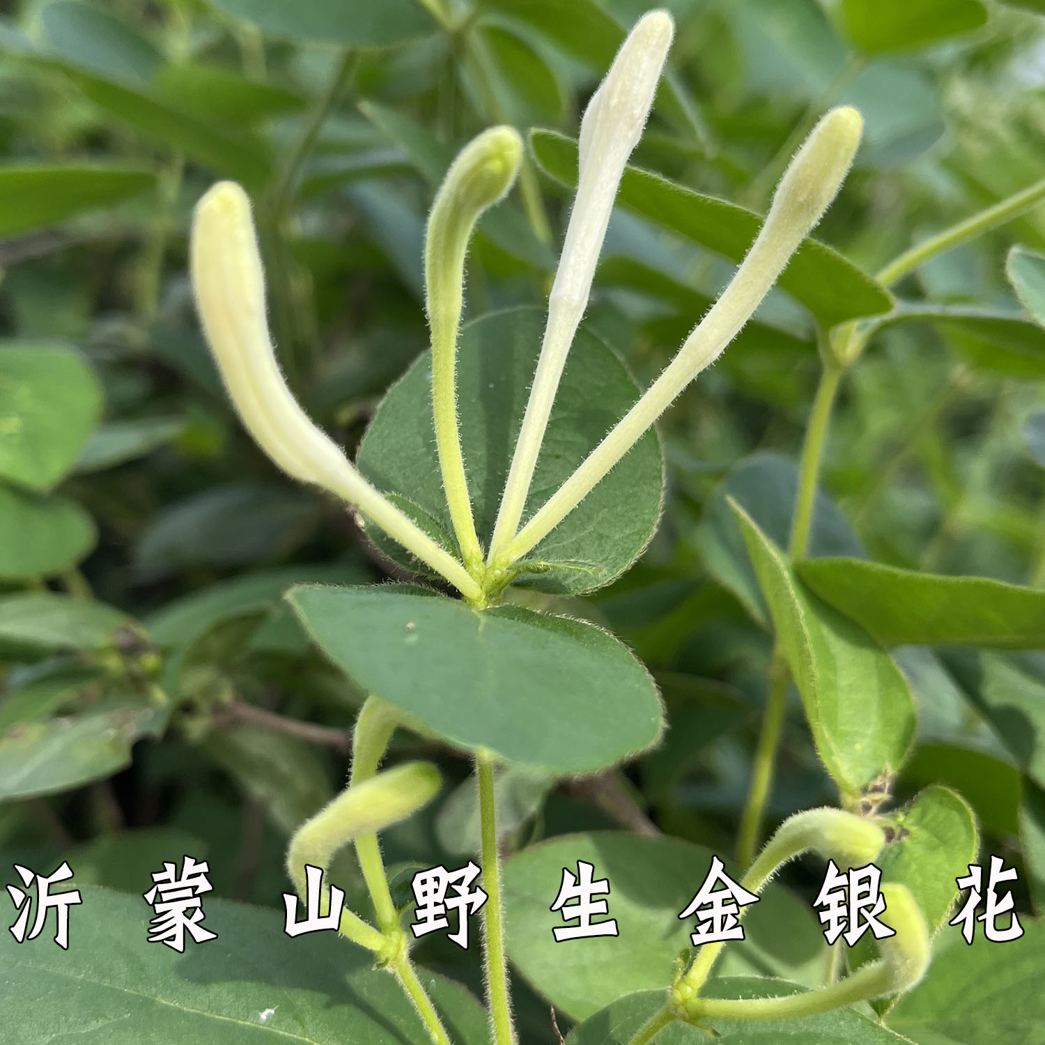 【50克】天然野生金银花 甄选未开花花蕾 