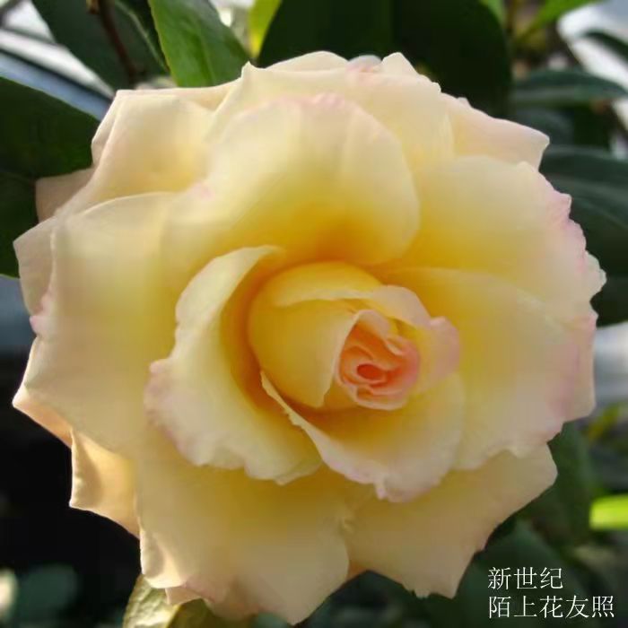 新世纪茶花苗黄色花二至三年苗阳台庭院花卉盆栽热卖包邮