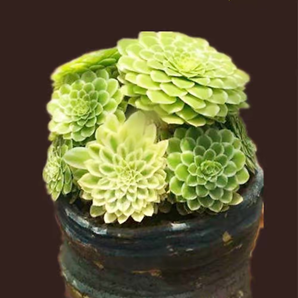 精品法师一物一拍轻微断枝不包售后