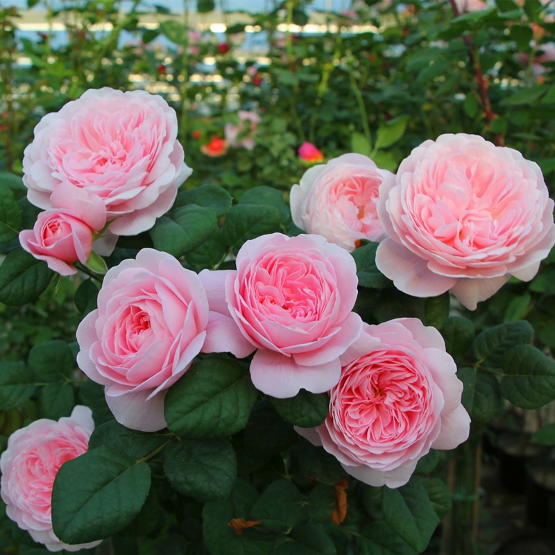 【瑞典女王】京东包邮月季花色柔美四季室内观花植物花卉盆栽阳台