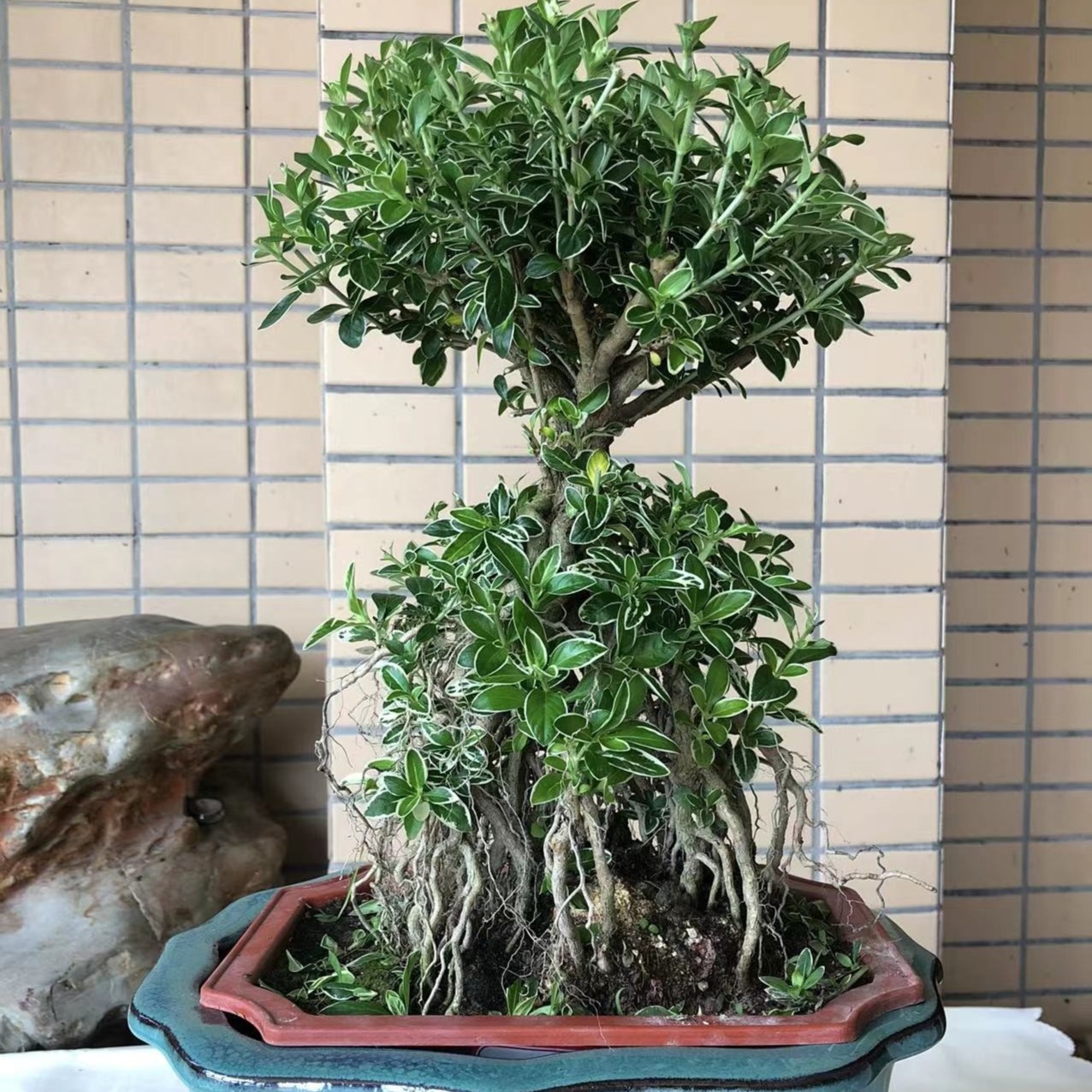金边六月雪老桩盆景白色开花四季常青室内阳台植物