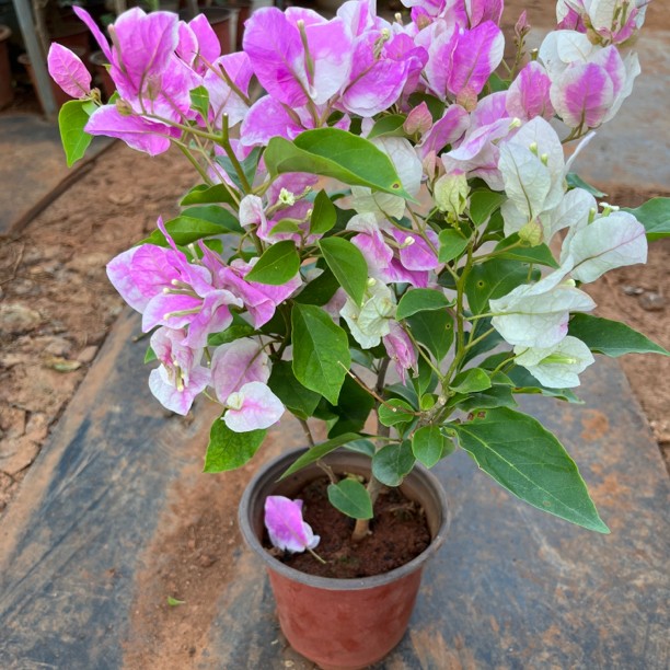 【漳红樱] 复色勤花百变花蝴蝶