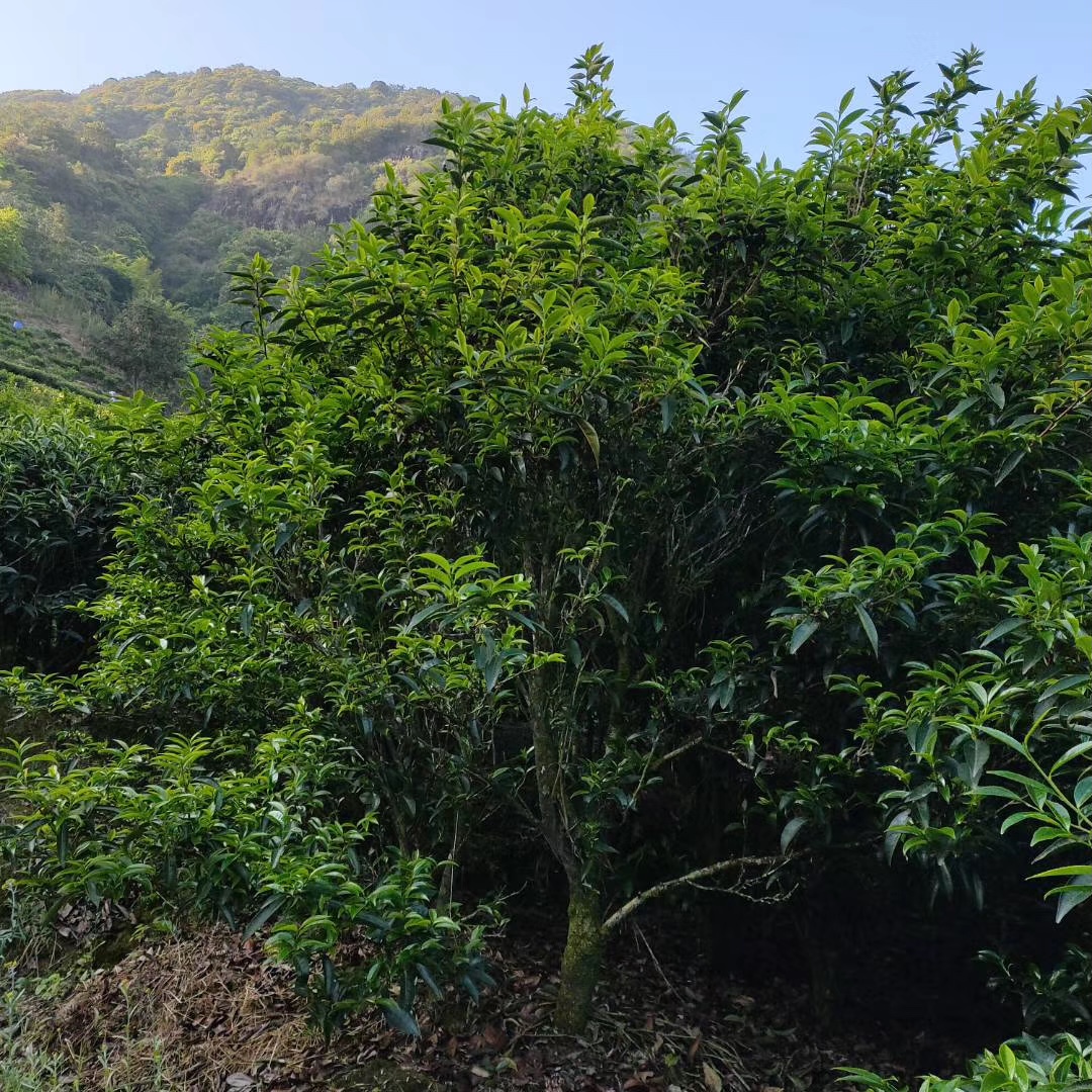 2024凤凰单丛乌龙茶高山老枞锯剁仔125g/1罐
