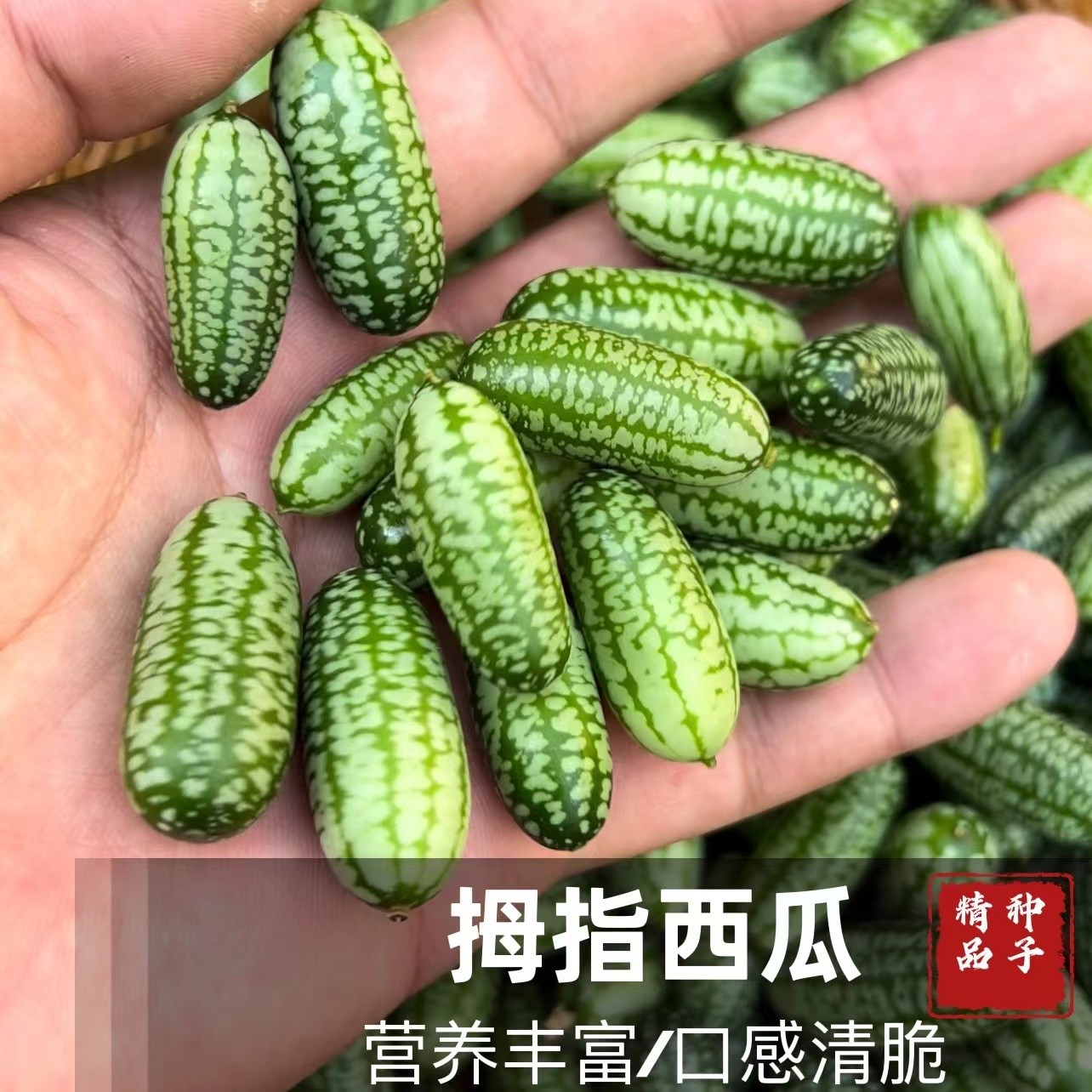 拇指小西瓜种子可食用观赏型迷你拇指西瓜籽四季阳台盆栽育苗家庭