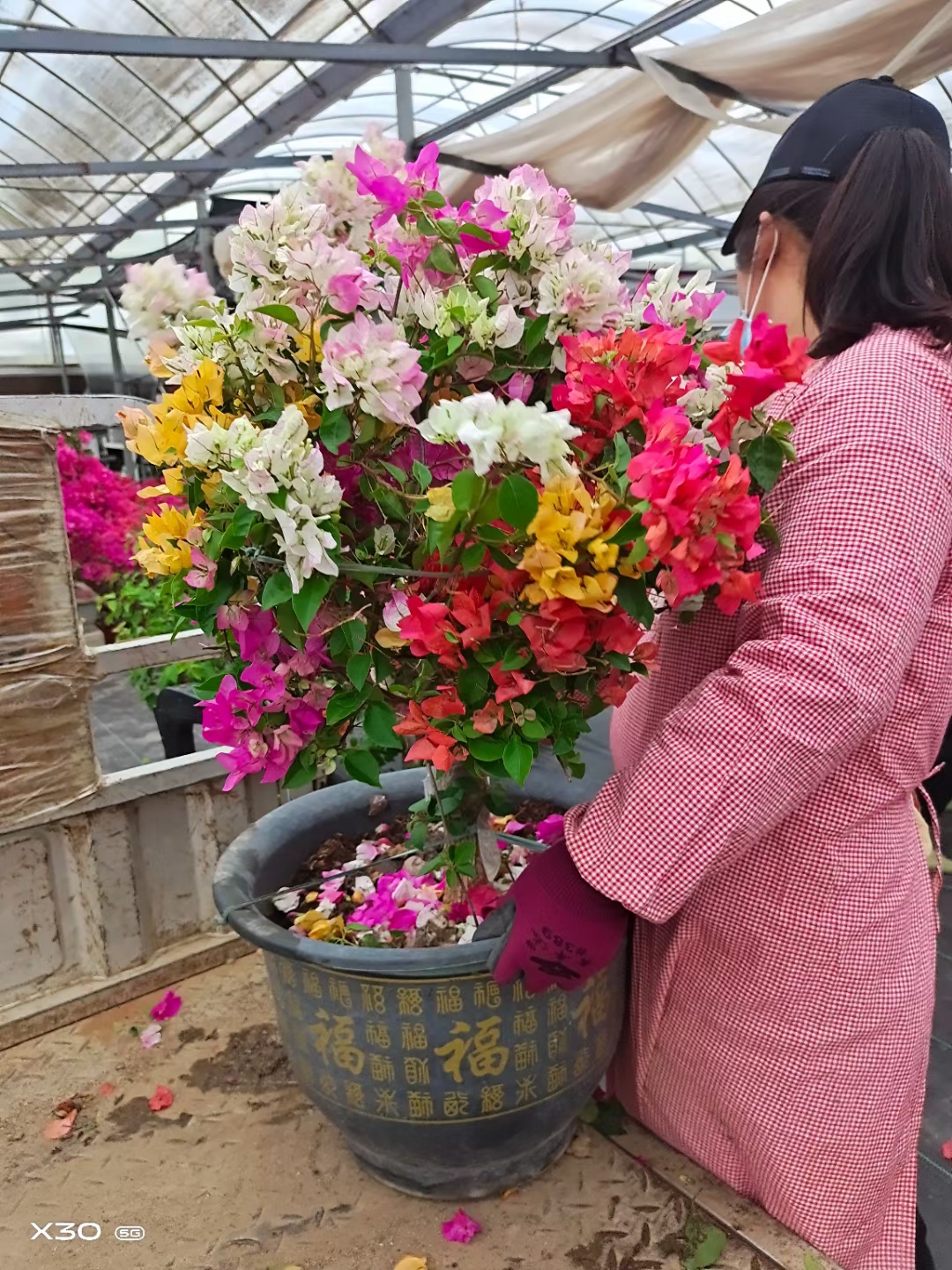 一物一拍泰国雀多色三角梅木架包邮发货