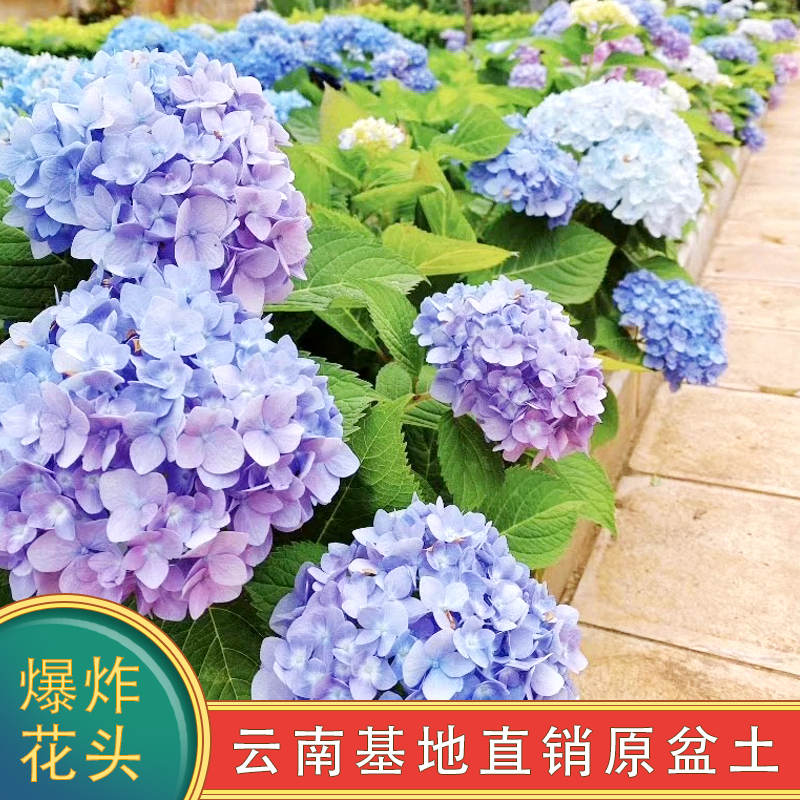 绣球沉香魔幻系列基地盆栽花卉阳台庭院老桩易活耐寒爆花地栽蓝色