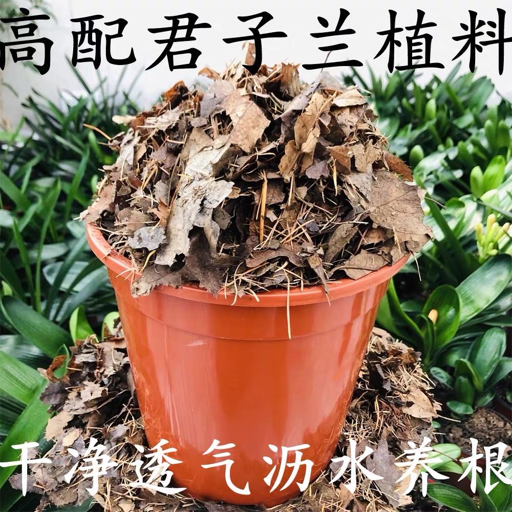 德馨君子兰专用腐叶土