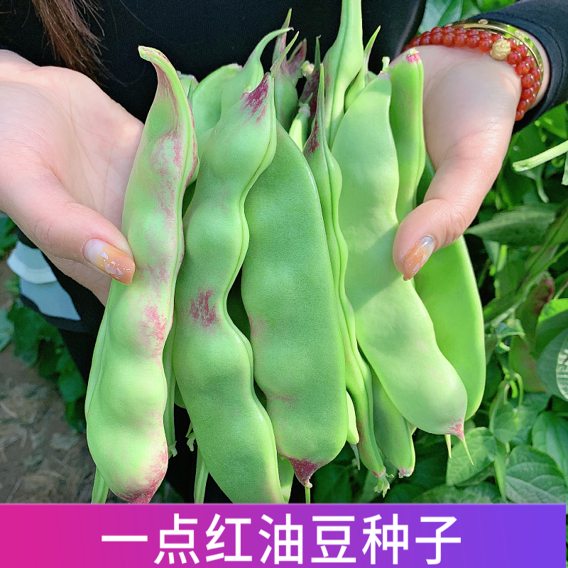 一点红油豆种子东北油豆种子豆角种籽