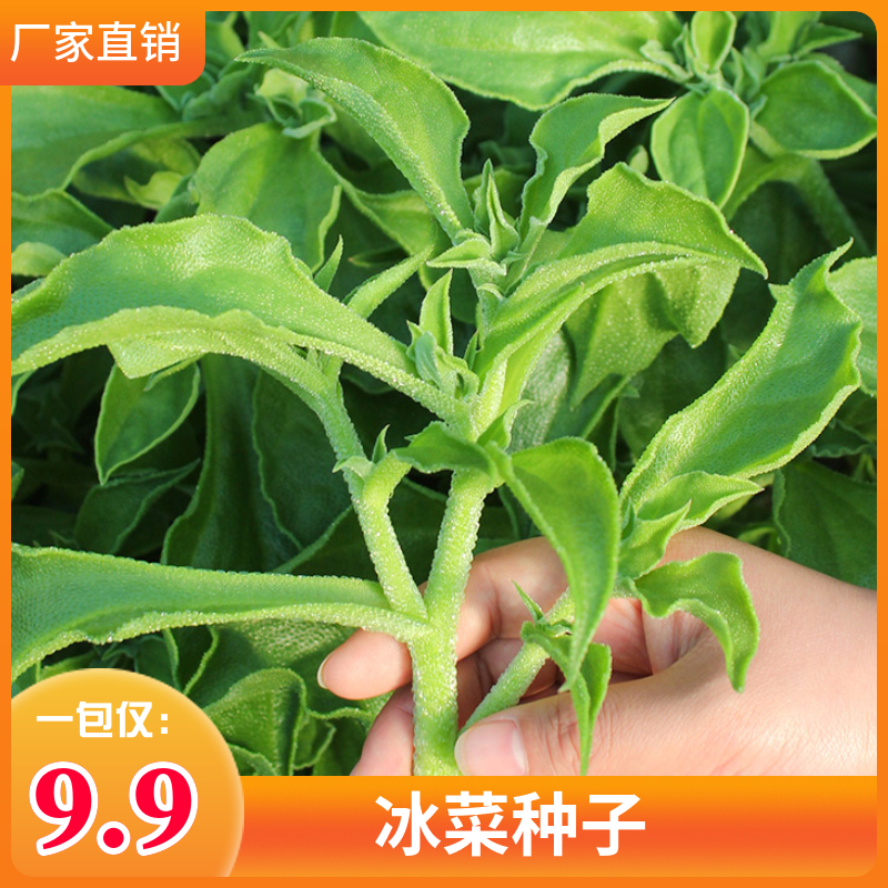 冰菜种子非洲冰草种子四季种植盆栽蔬菜