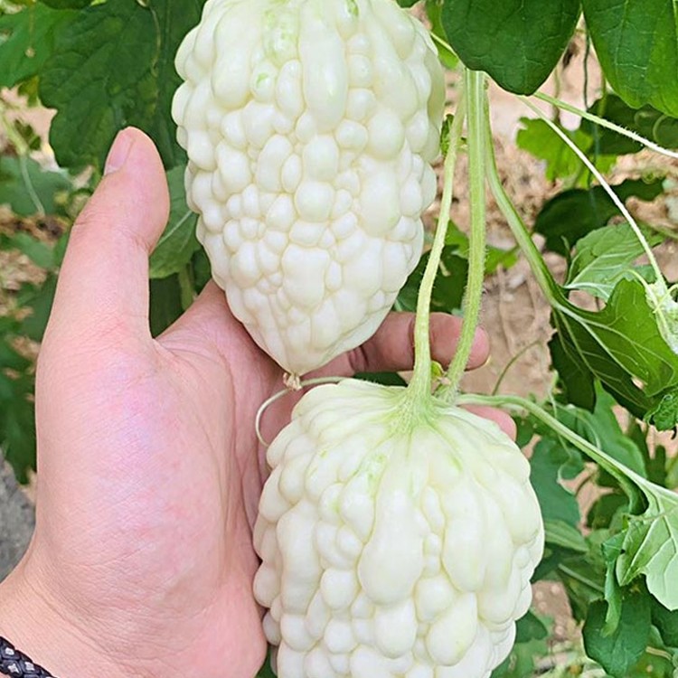 苹果苦瓜种子白玉苦瓜