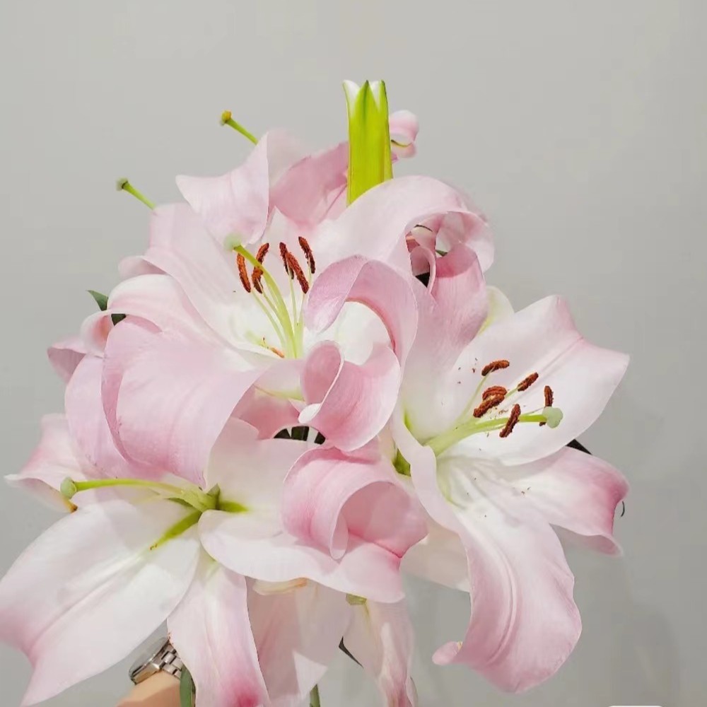 【如熙臻品】多头星光   -   单瓣百合