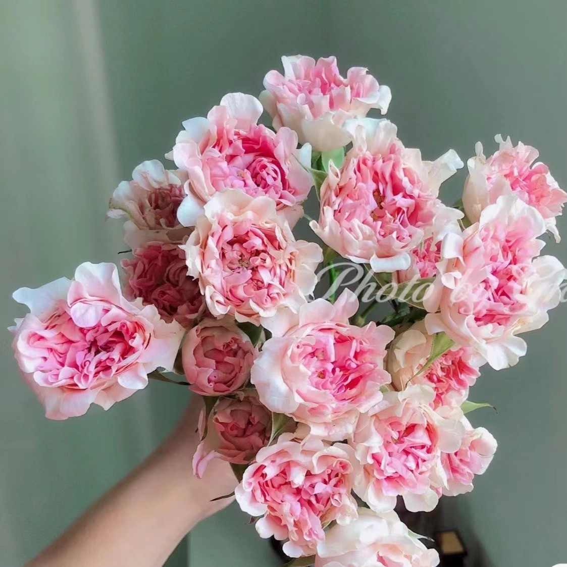 粉色LUV --- 多头玫瑰（注意：收到带包装醒花哦！）（冻坏不赔哦！）