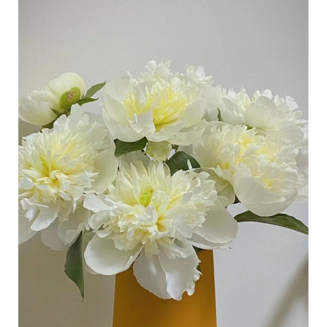 公爵夫人  ---- 芍药