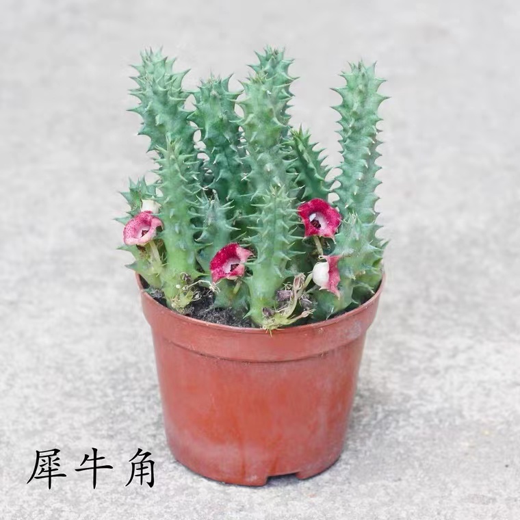 犀牛角精品多肉植物