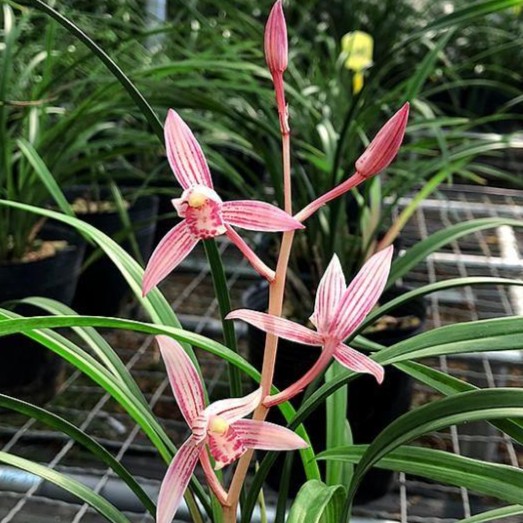 建兰一杆多花市长红兰花趣味美观夏季室内带花苞室内花