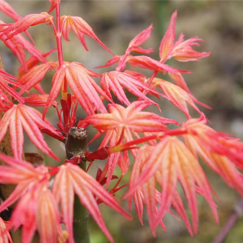 日本枫树红乙女 胭脂粉色红枫树苗植物庭院 花园植物