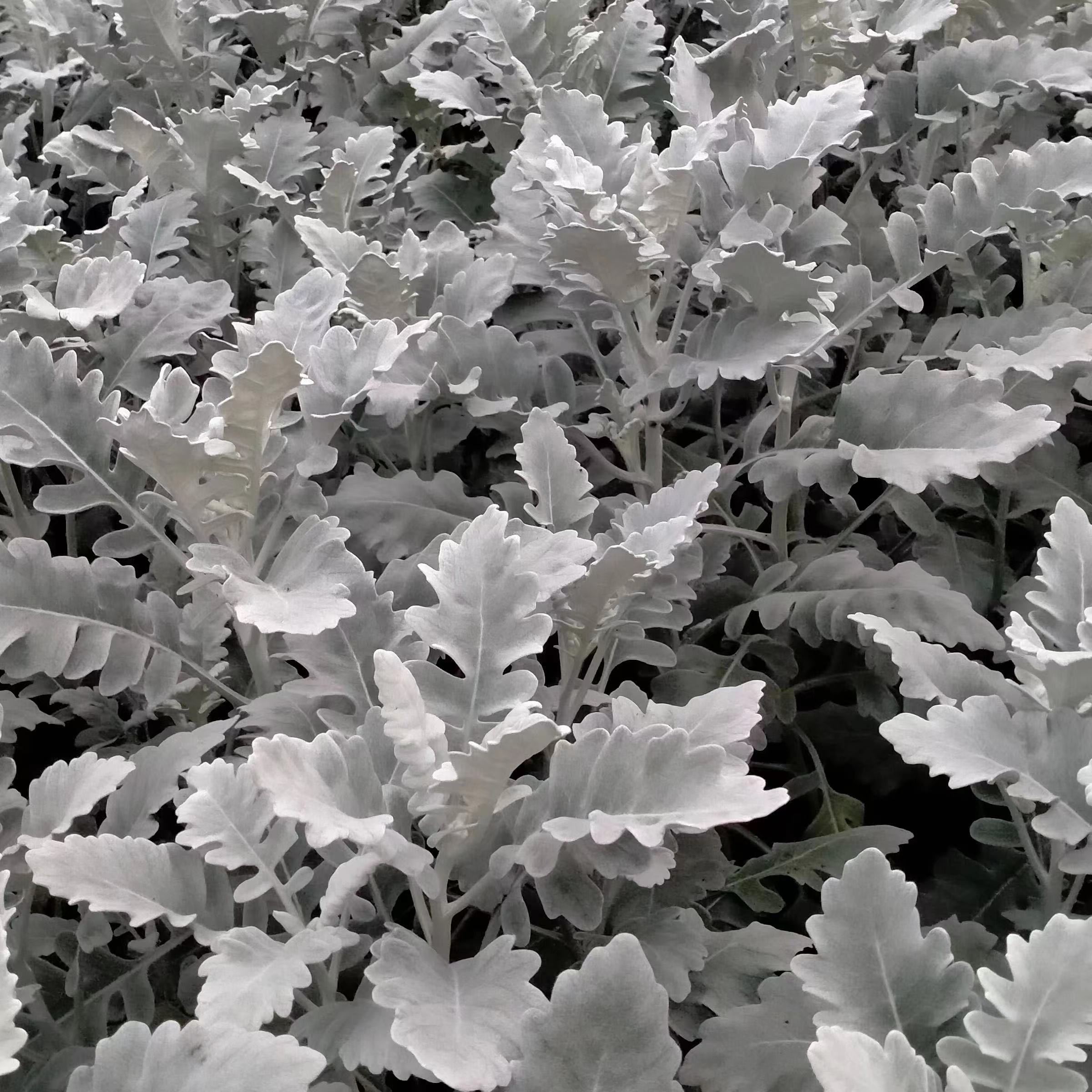  银叶菊  20枝/扎