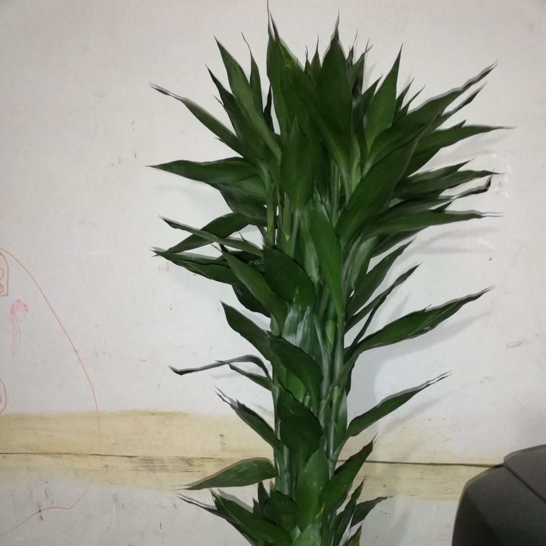 昆明富贵竹  5枝/扎