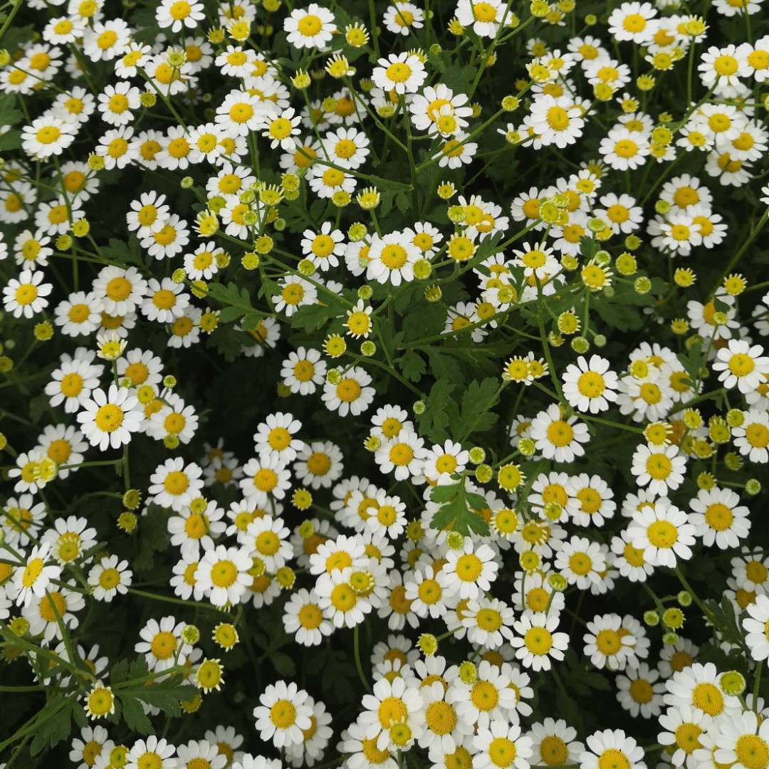 洋甘菊    0.5KG/1扎