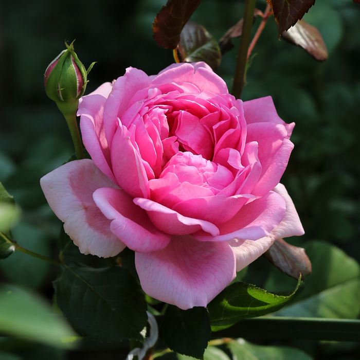 【庞巴度】月季玫瑰花苗庭院灌木强香大花勤花中苗月季盆栽花苗