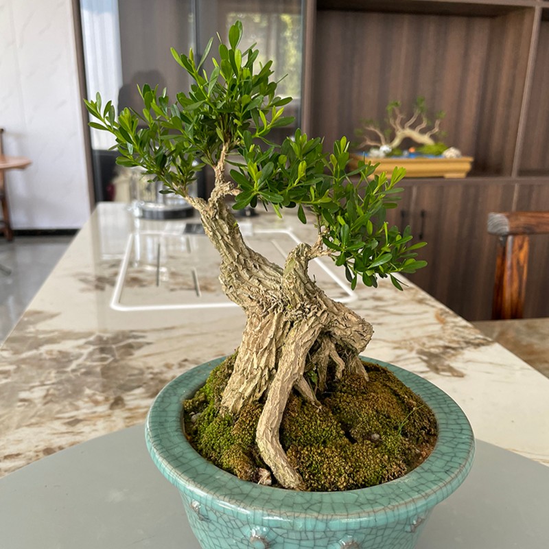 广东精品皱皮雀舌黄杨 精品老桩掌中宝盆景 