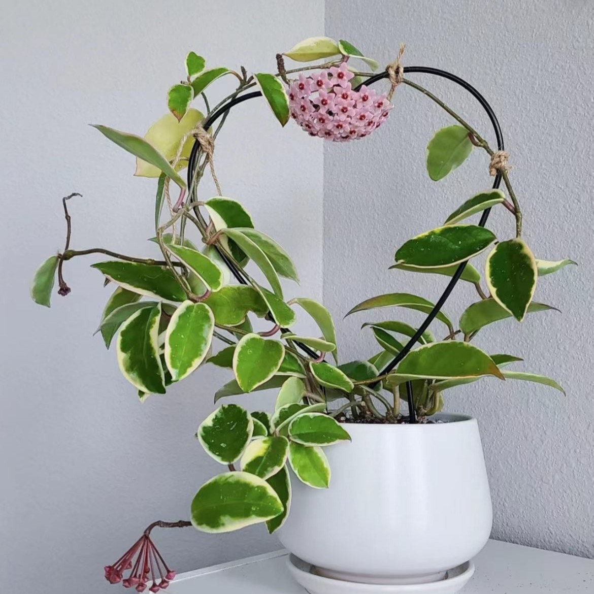 花叶外锦球兰锦 ins北欧风日系室内软装垂吊开花植物盆栽粉色美观