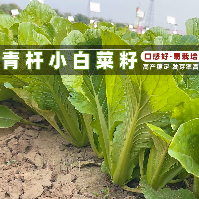 青杆小白菜种子家庭种植四季阳台花园花盆蔬菜种子大棚新鲜花盆栽