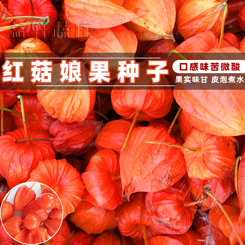 东北姑娘红菇娘种子灯笼果酸甜红心果种籽孑阳台盆栽水果蔬菜种子