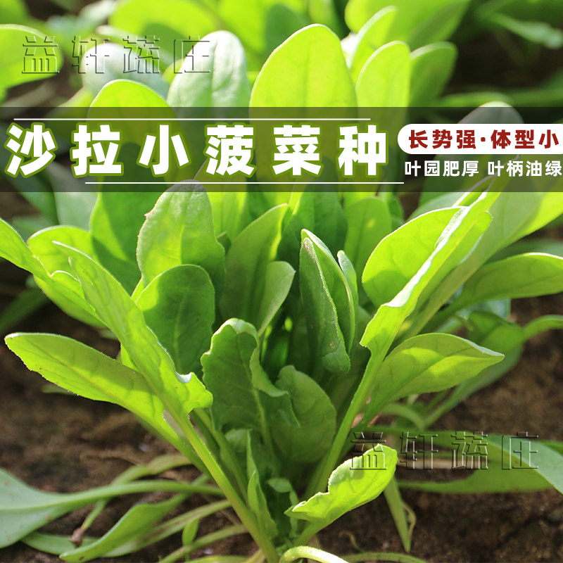 四季沙拉小菠菜种子波菜种籽大全菠菜种籽春秋冬四季菠菜籽种孑