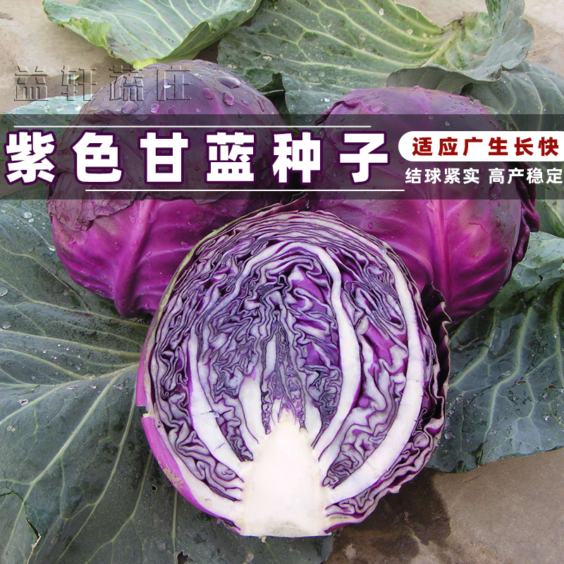 紫甘蓝菜种包菜种籽菜种子籽种苗孑紫包菜籽卷心菜大头包心菜秧苗