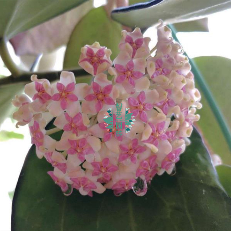 丽雅球兰小苗hoya seed023