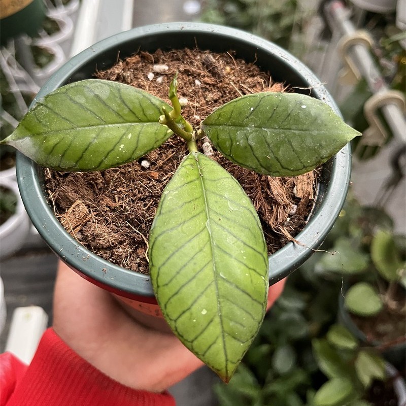 珍惜品种 加汀山球兰（婆罗洲-----象牙山球兰）Hoya Gunung Gadi