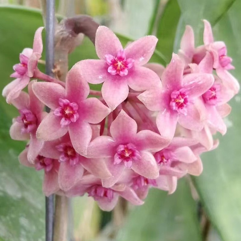 越南球兰 勤花易开花品种