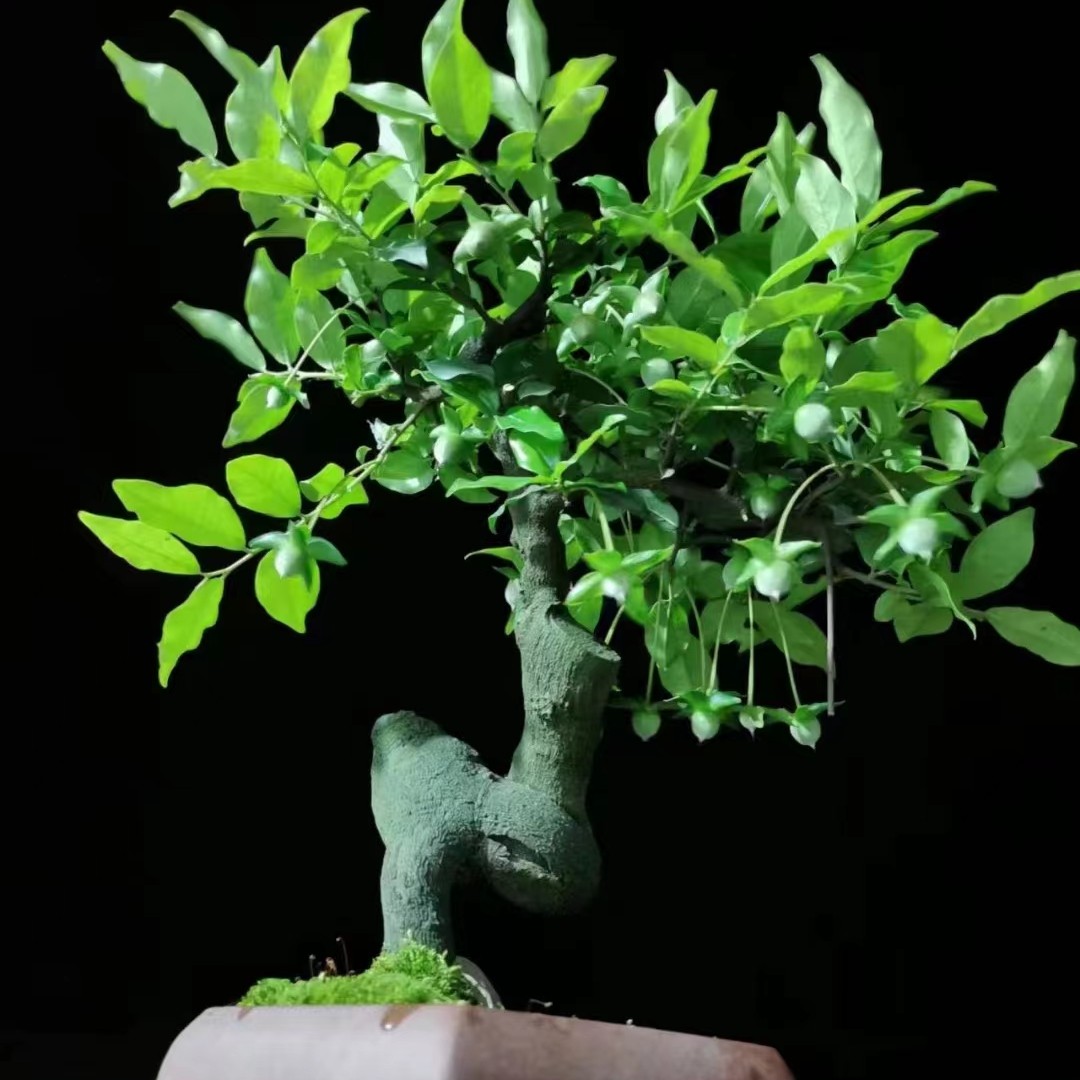 金弹子盆景一物一拍  