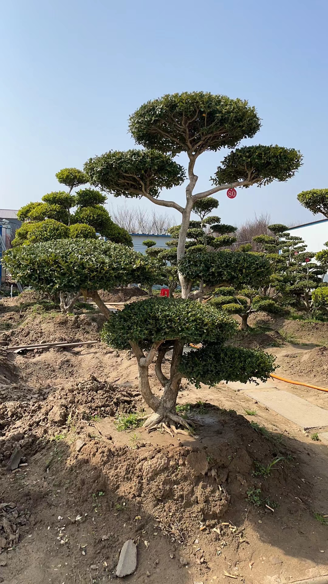 黄杨造型树黄杨精品黄杨树