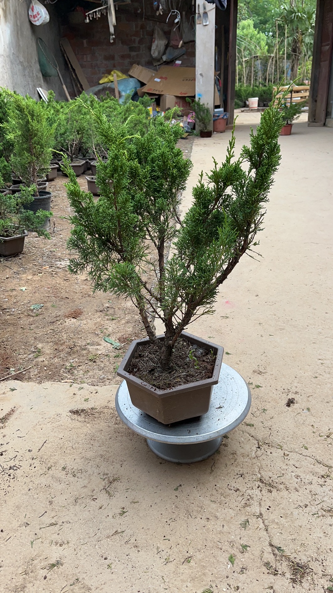 济州真柏盆景素材