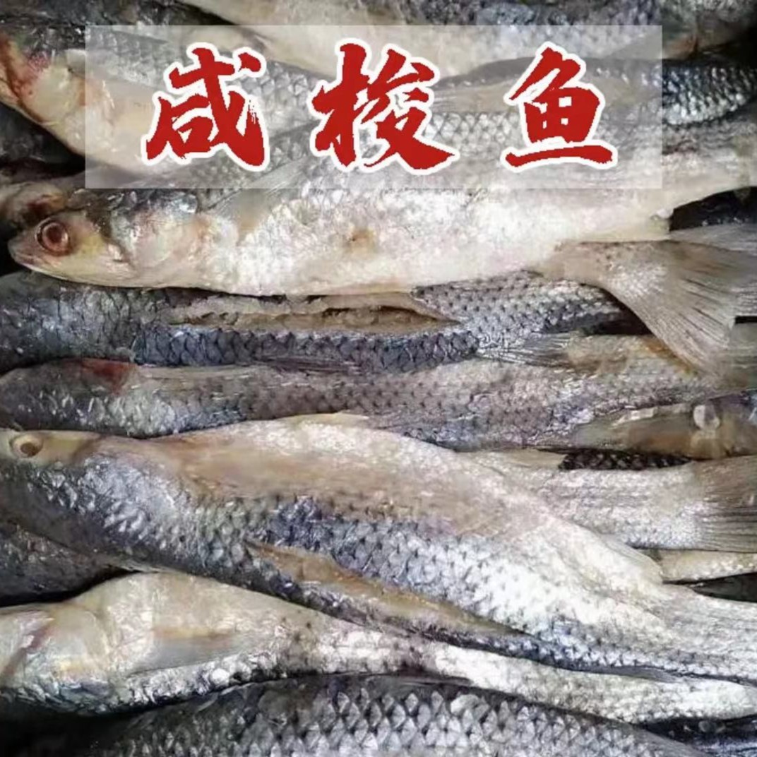 山东渤海湾咸梭鱼5斤装