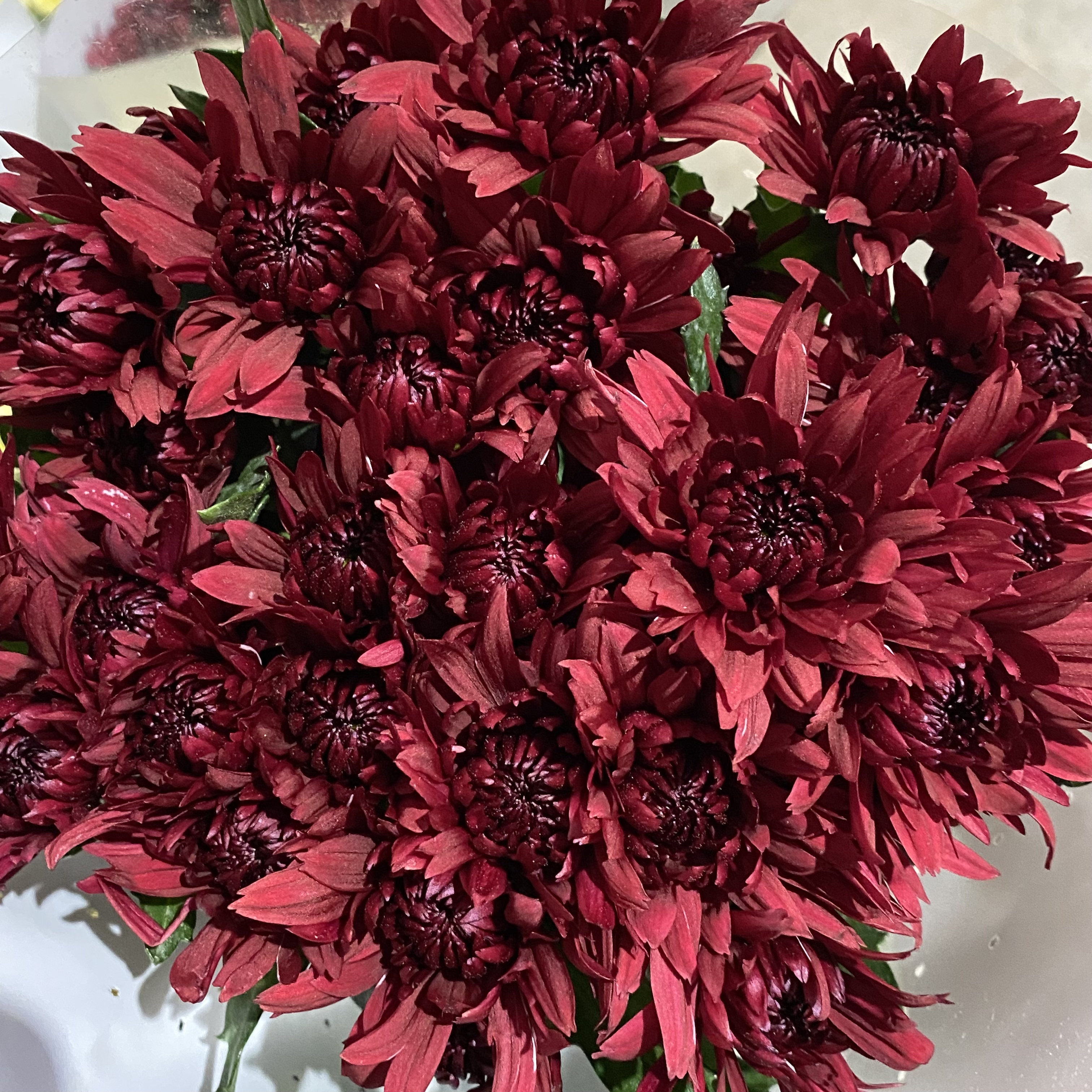 红丹特 小雏菊9支+1支损耗