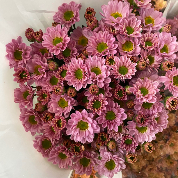 爱之粉 小雏菊9支+1支损耗 冻坏不售后