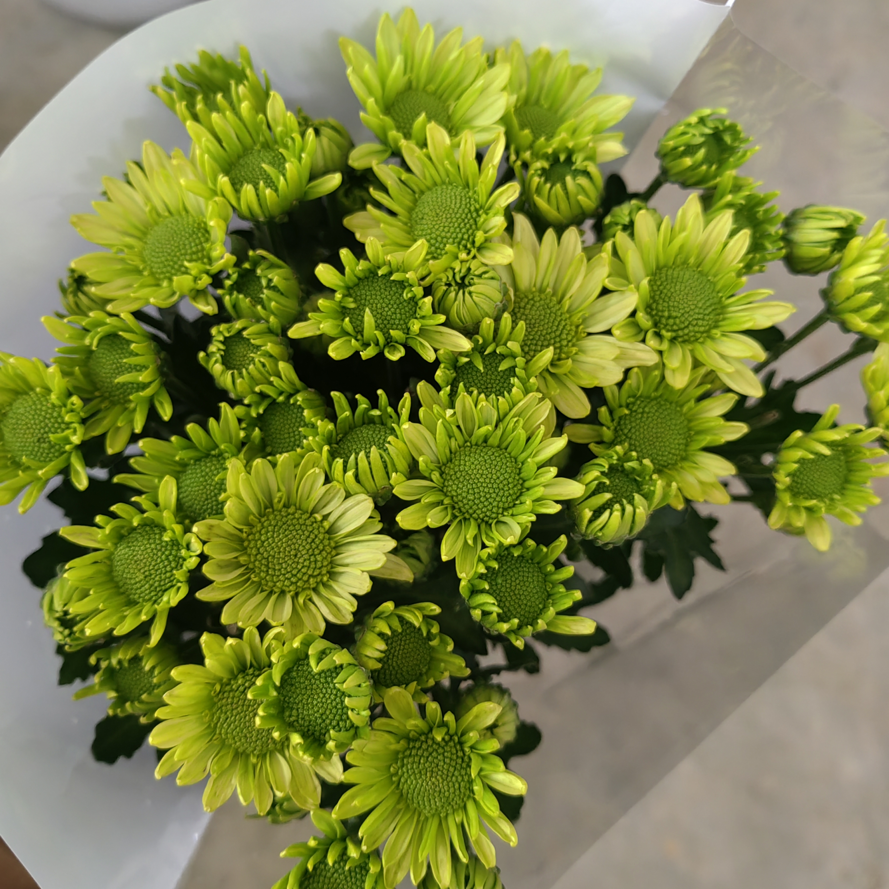 绿精灵 小雏菊9支+1支损耗